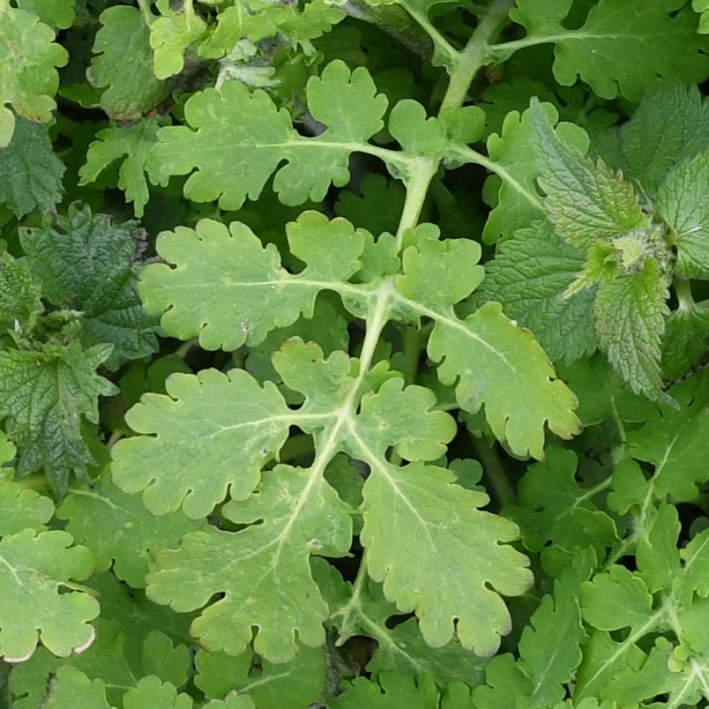 Chelidonium