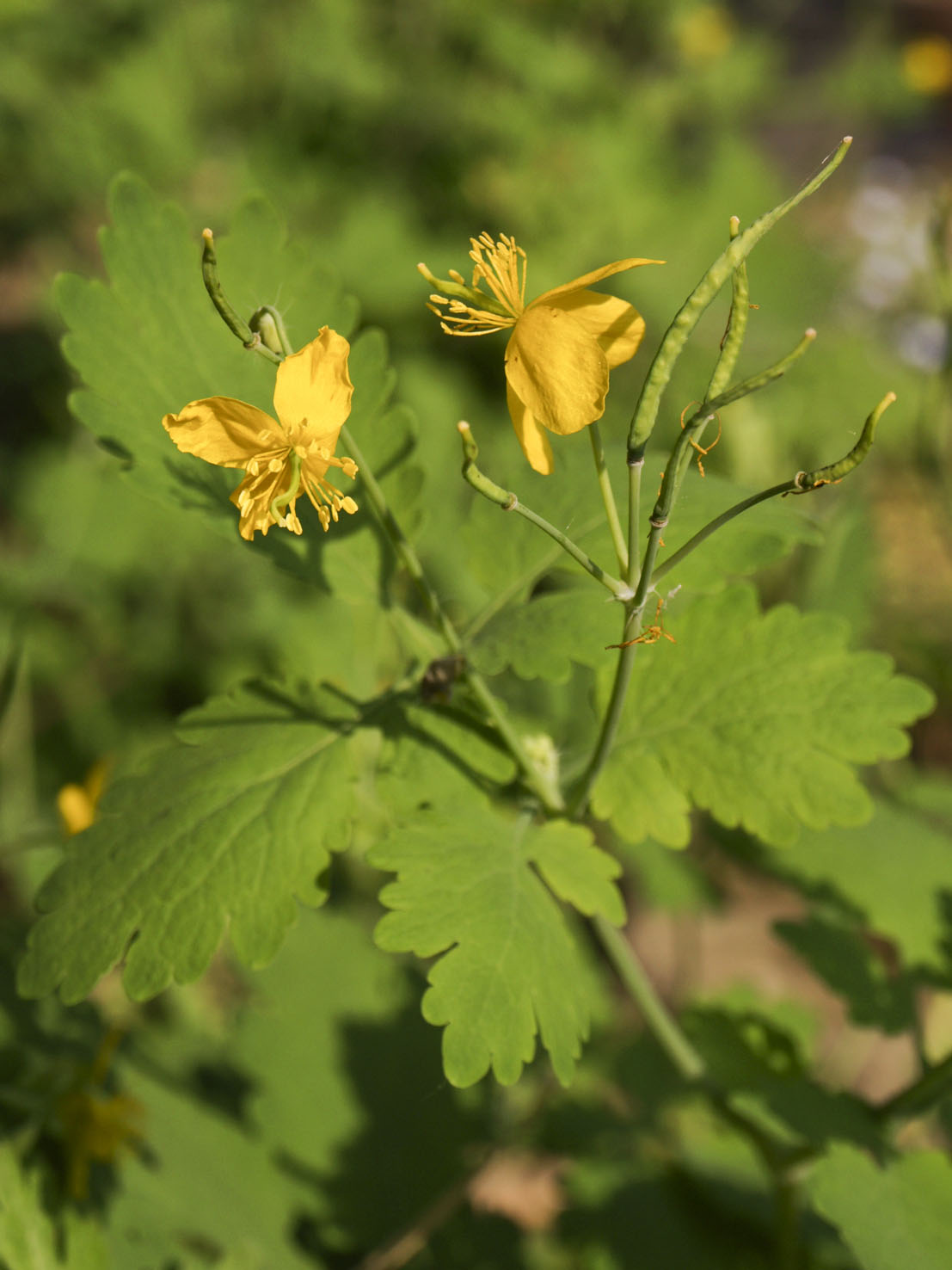 Chelidonium