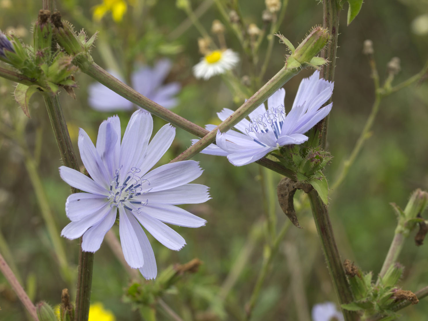 Cichorium