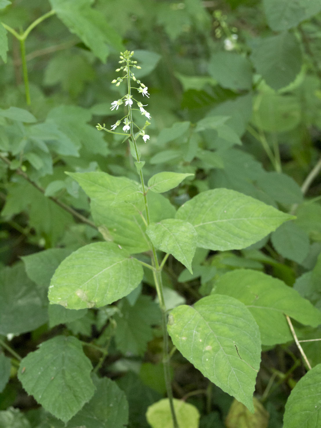 Circaea