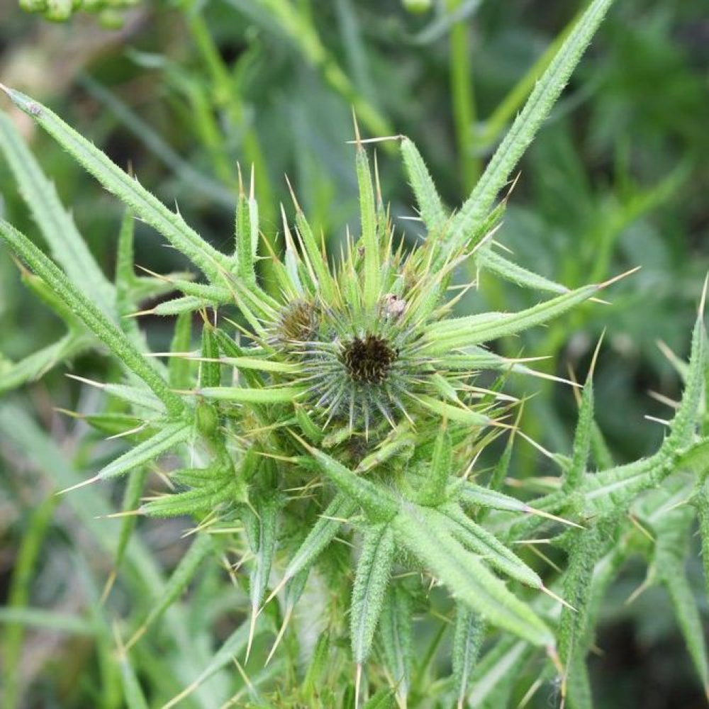 Cirsium