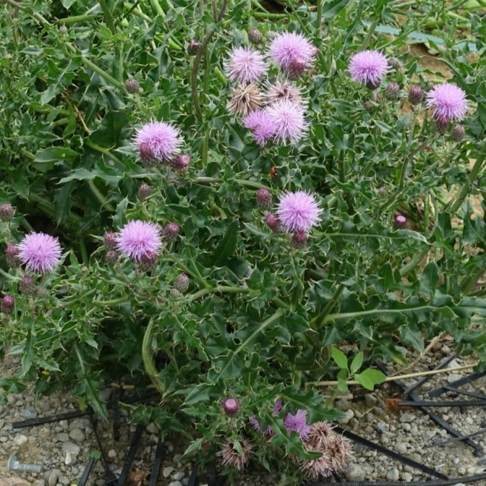 Cirsium