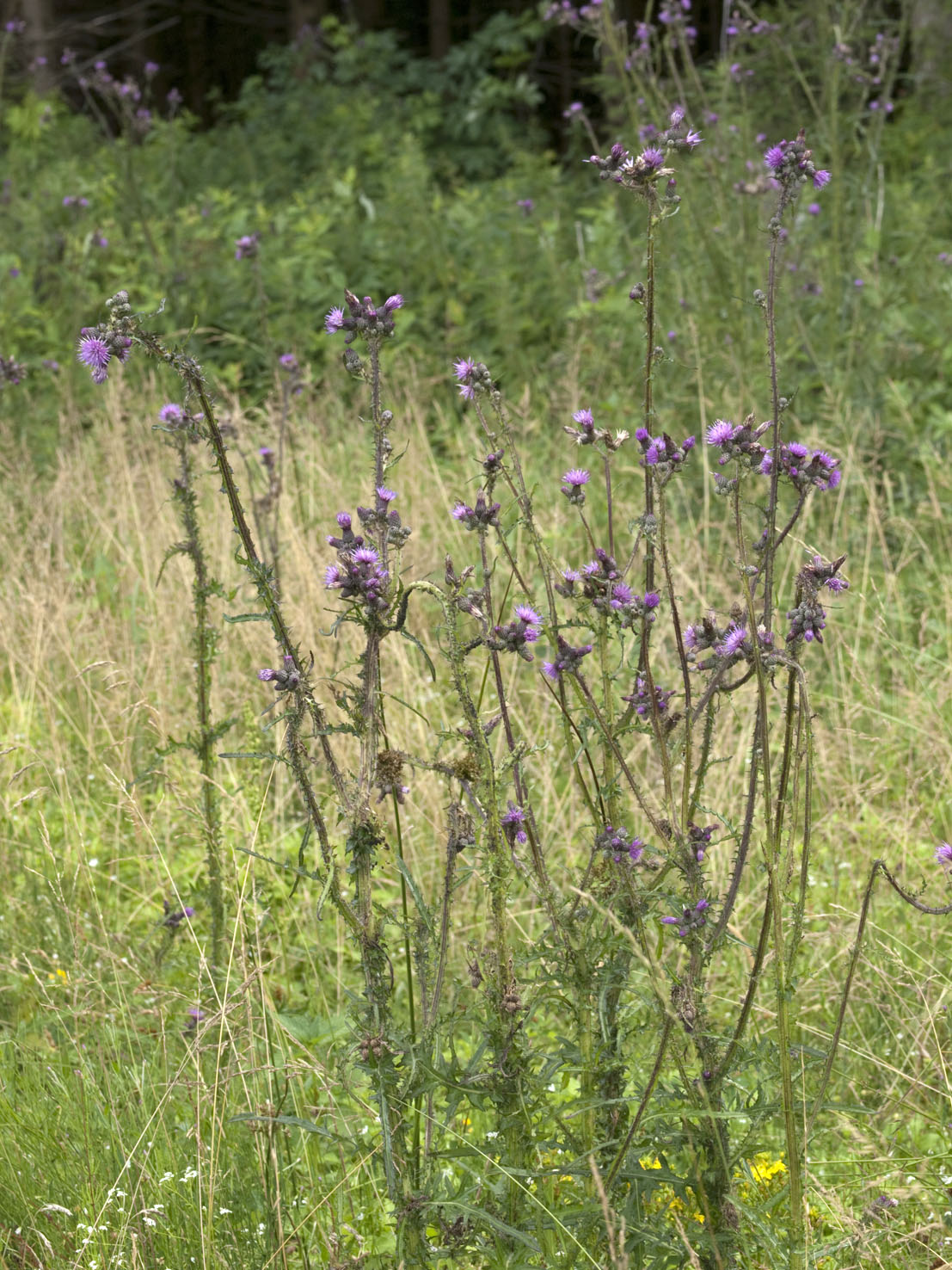 Cirsium