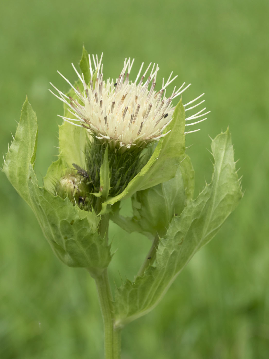 Cirsium