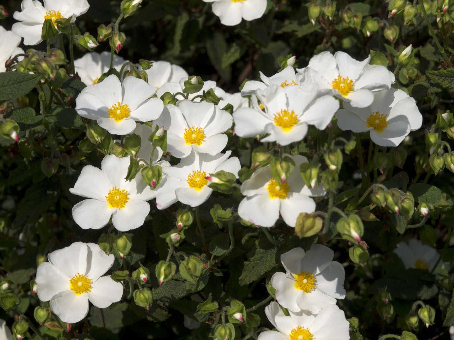 Cistus