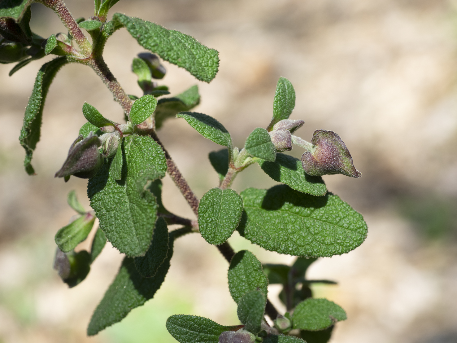 Cistus