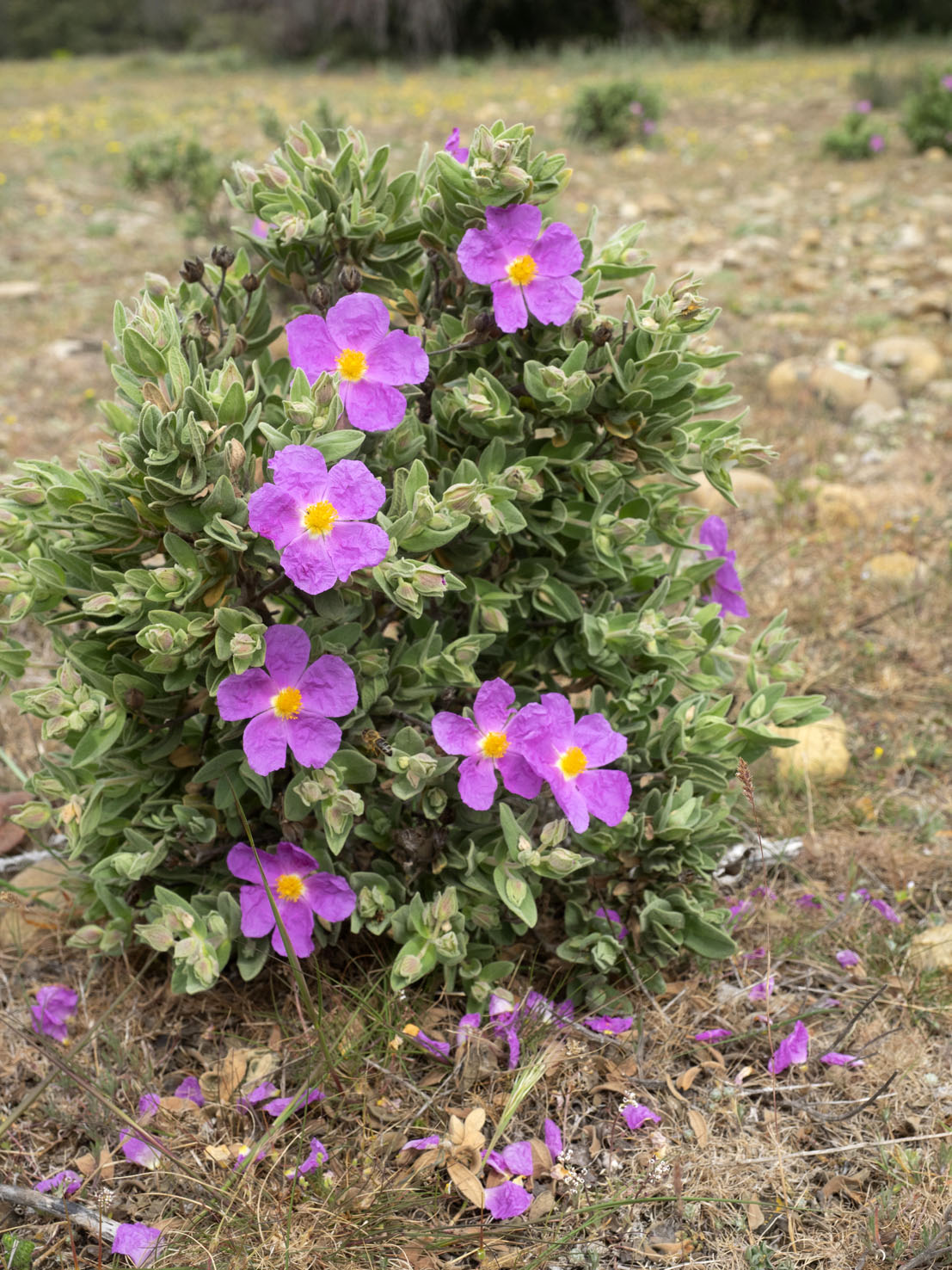 Cistus