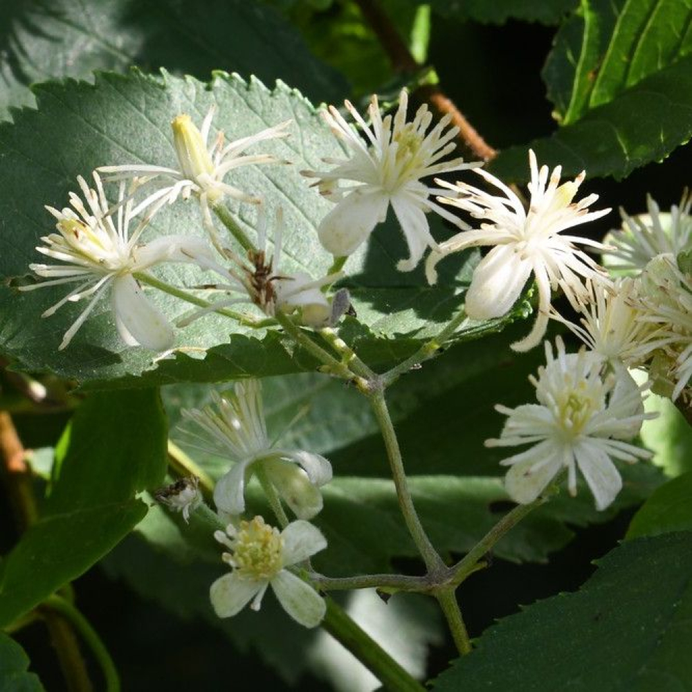 Clematis