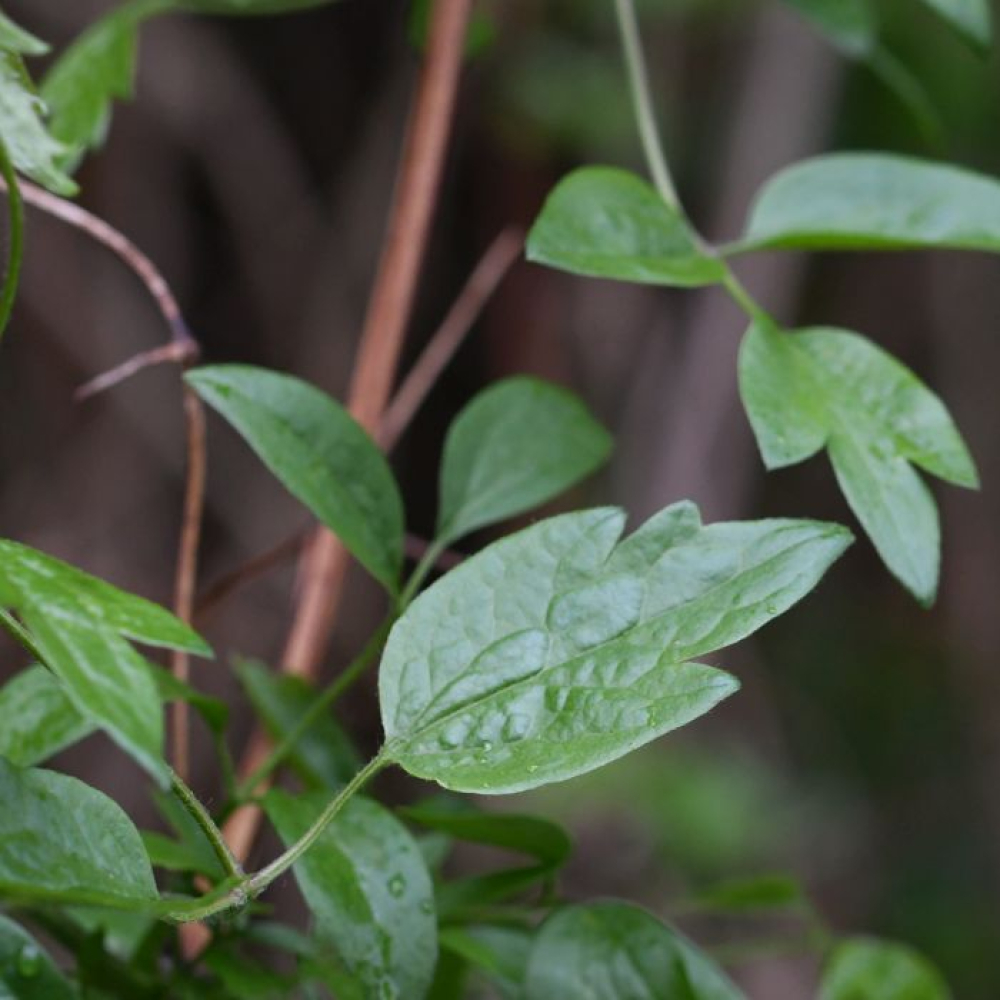 Clematis