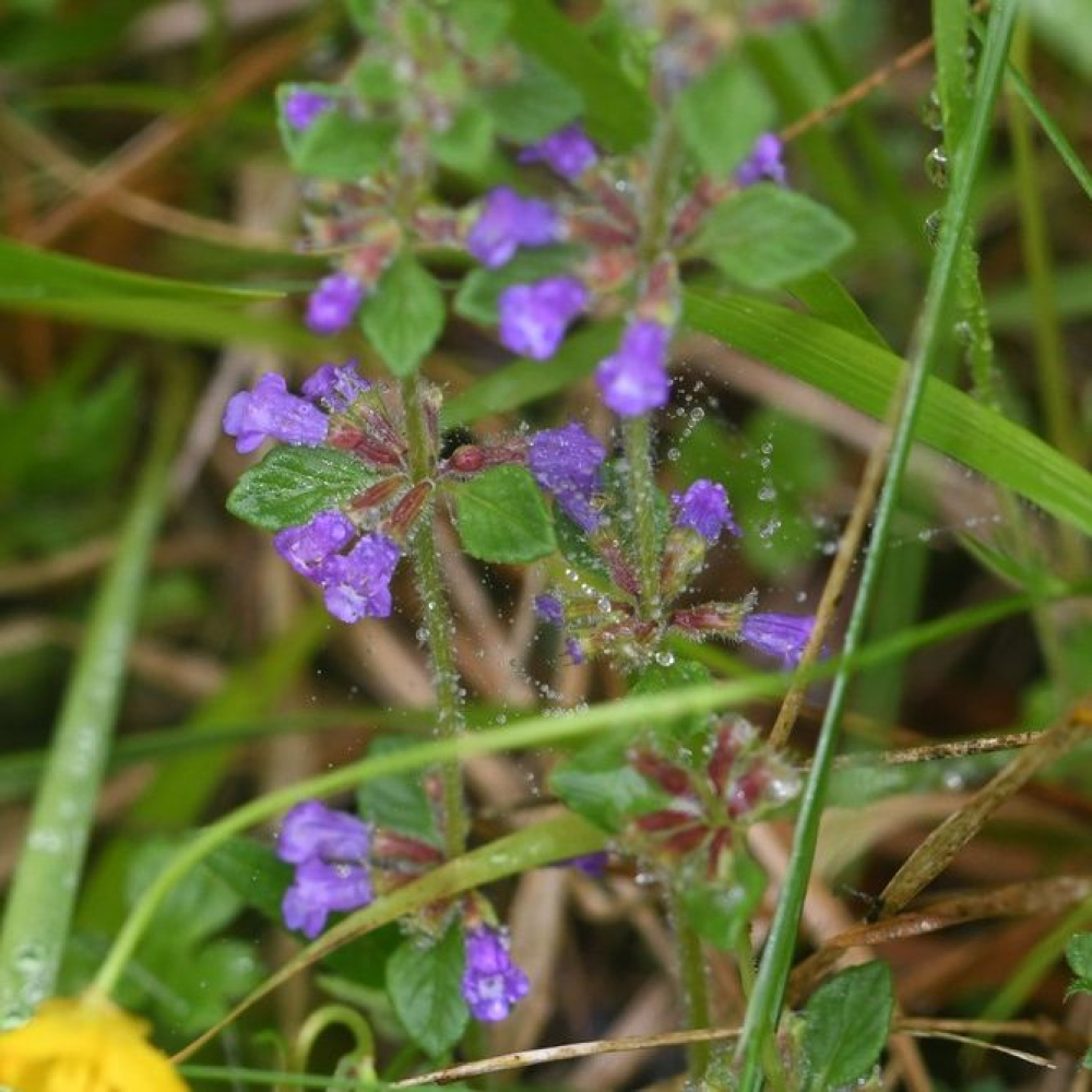 Clinopodium