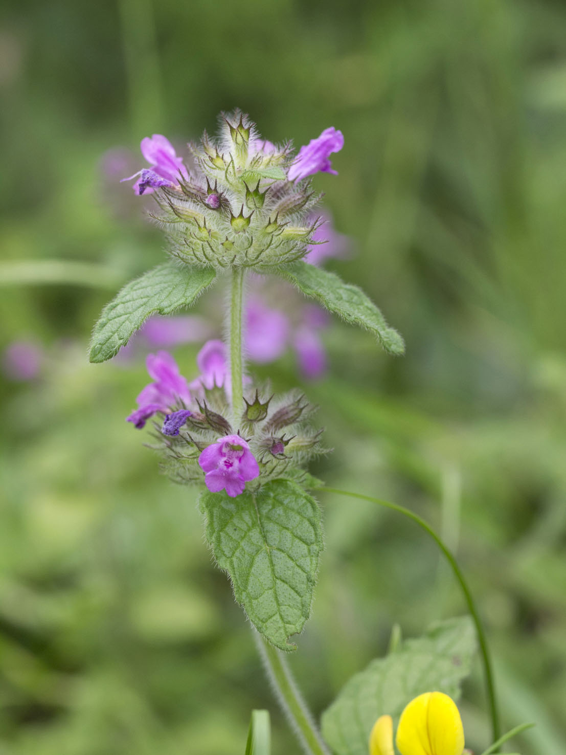 Clinopodium