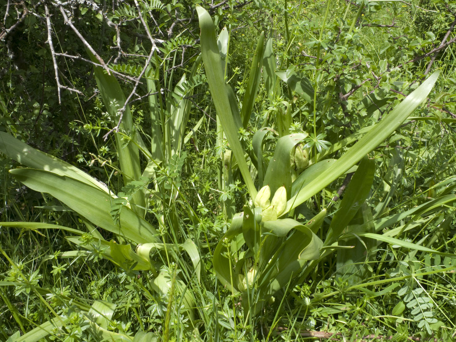 Colchicum