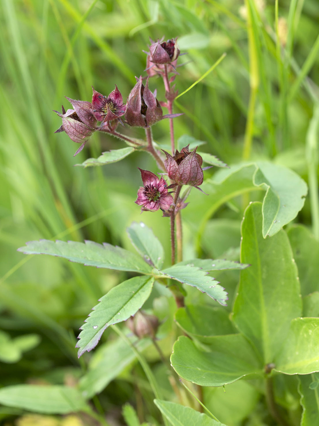 Comarum