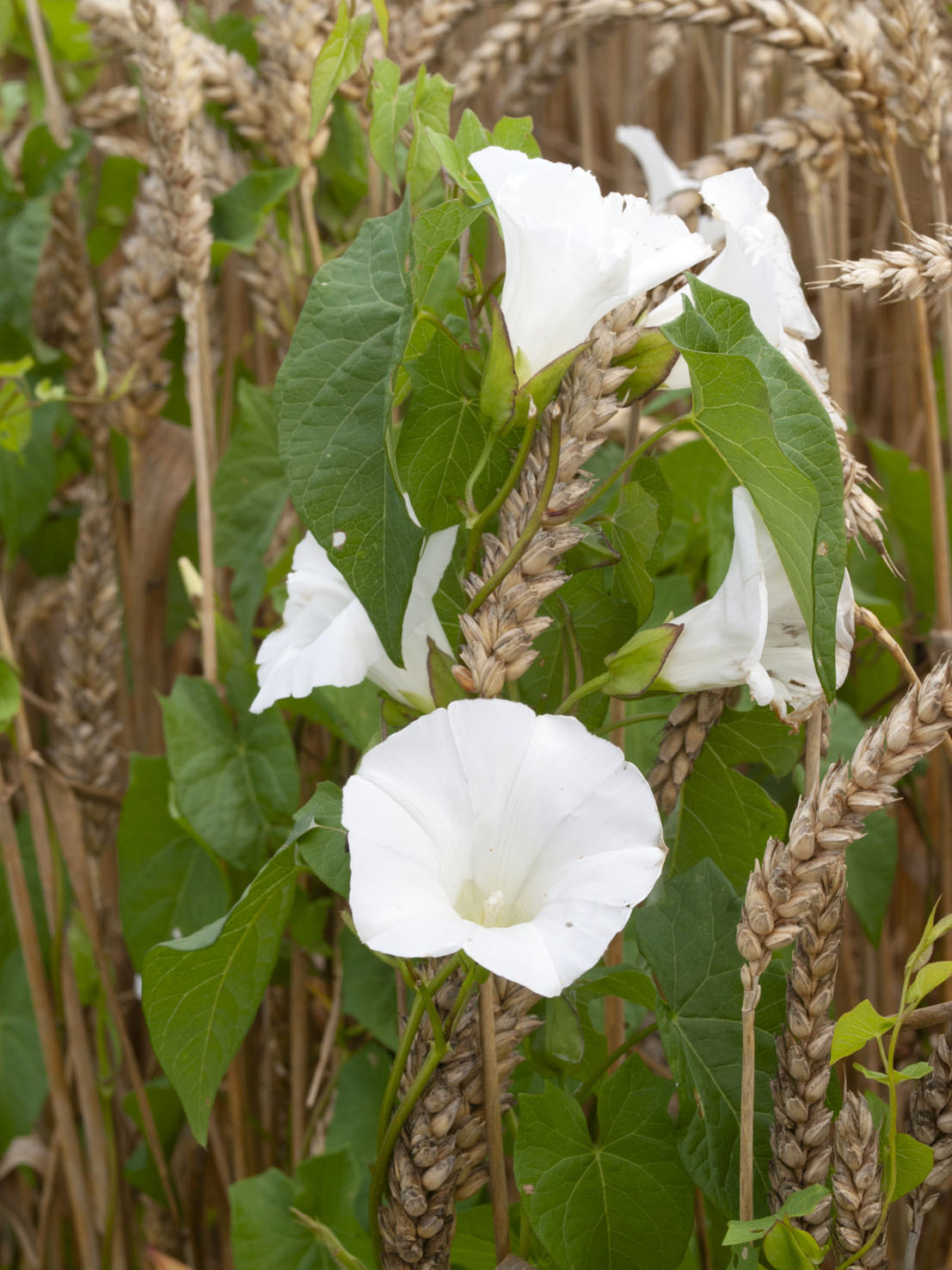 Convolvulus