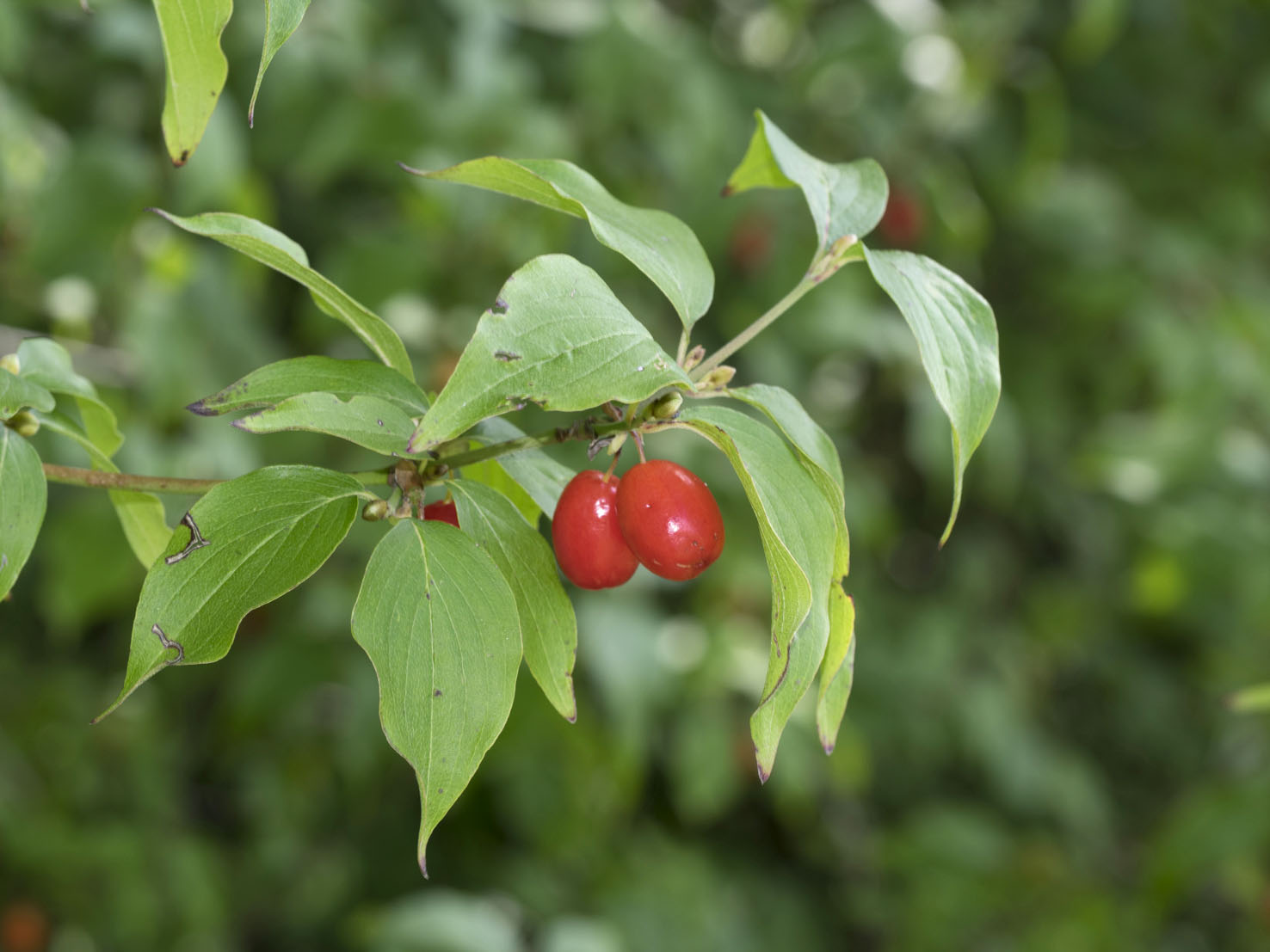 Cornus