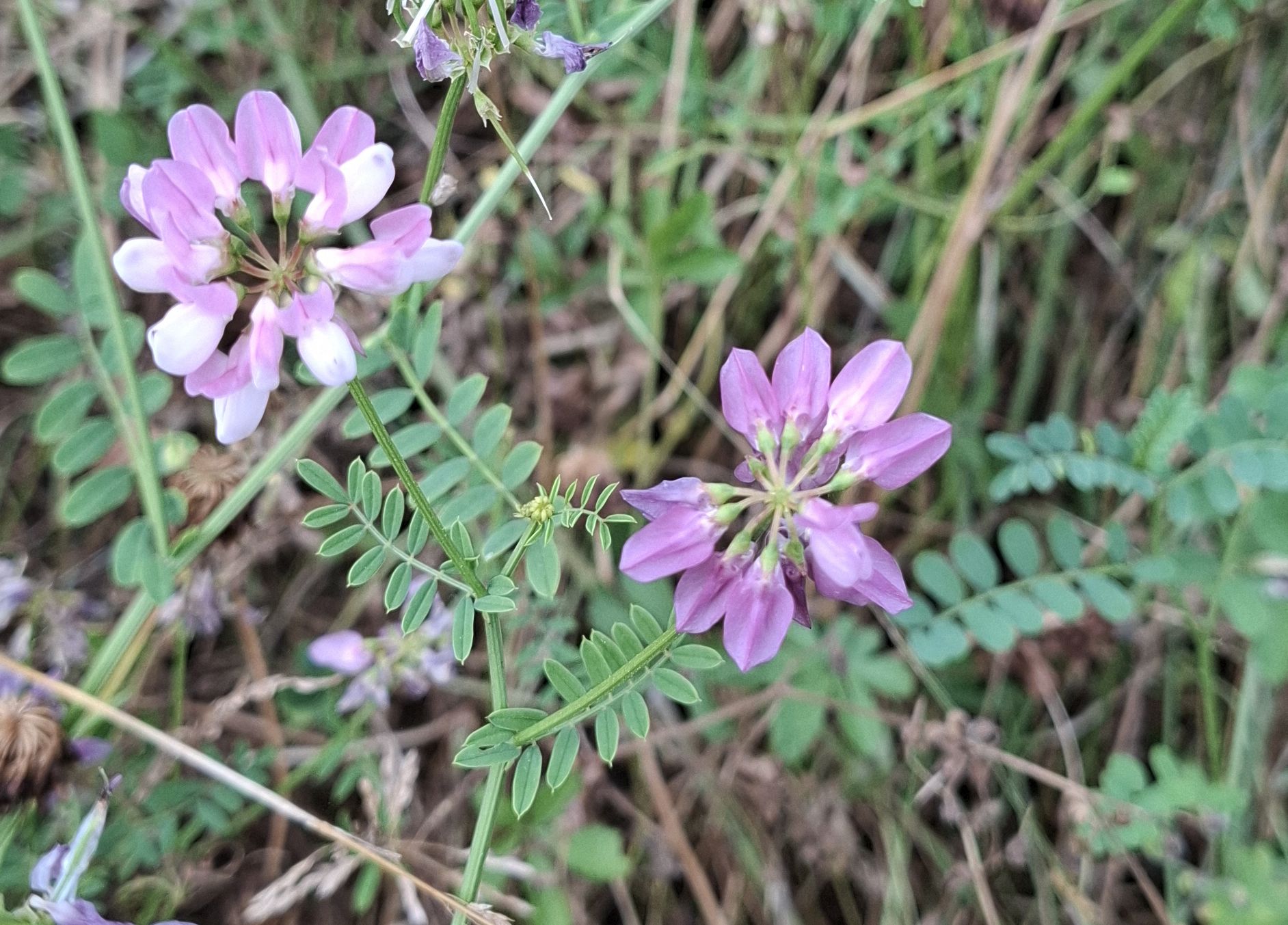Coronilla