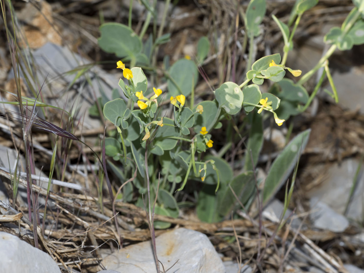 Coronilla