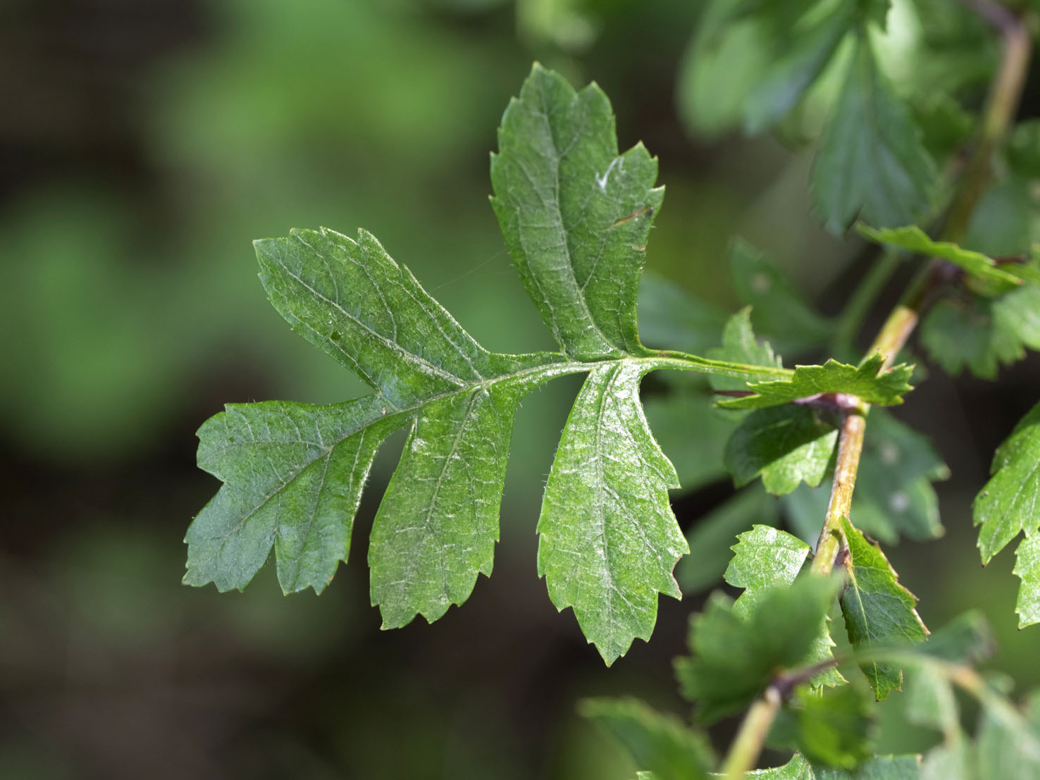Crataegus