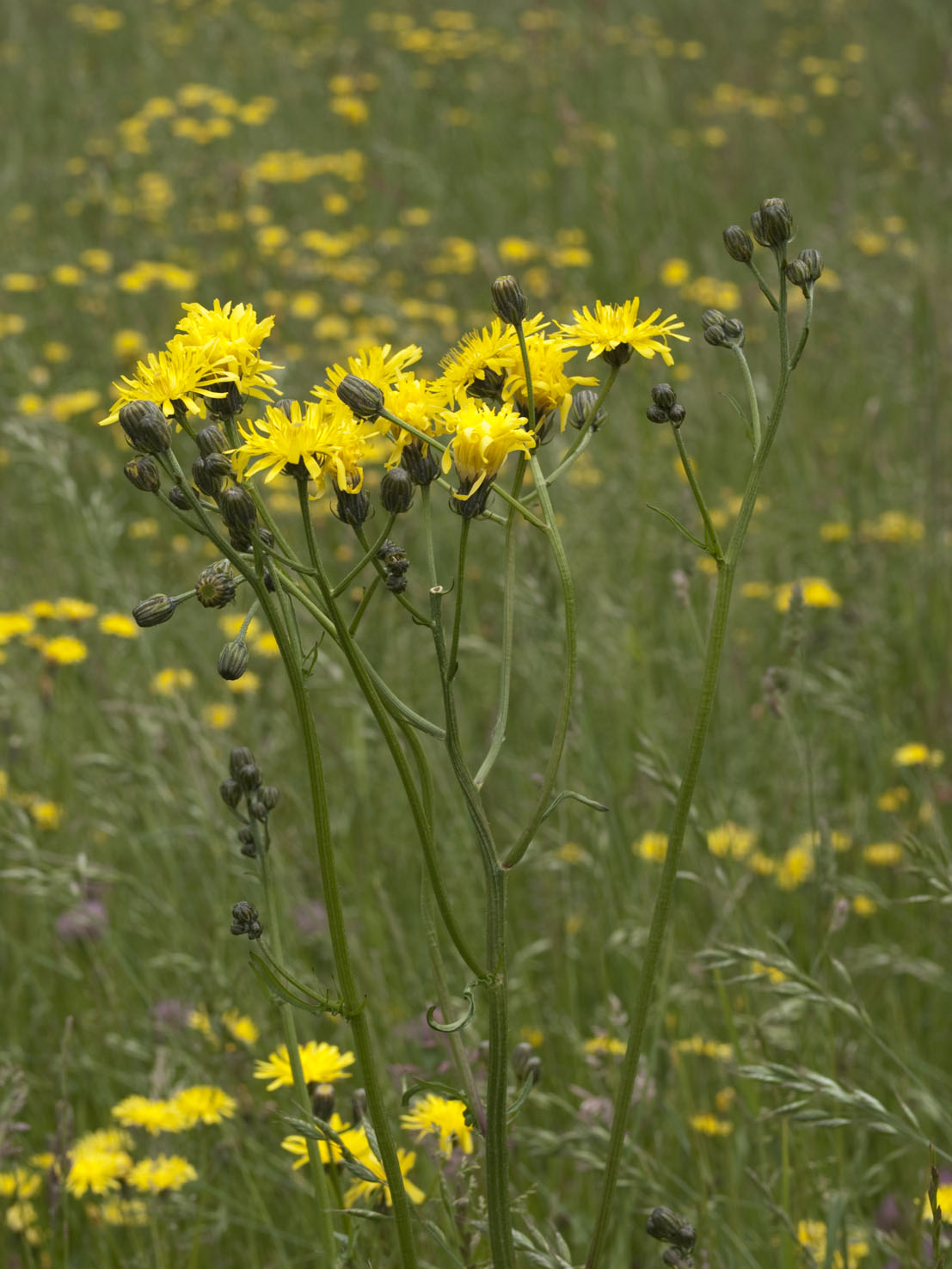 Crepis