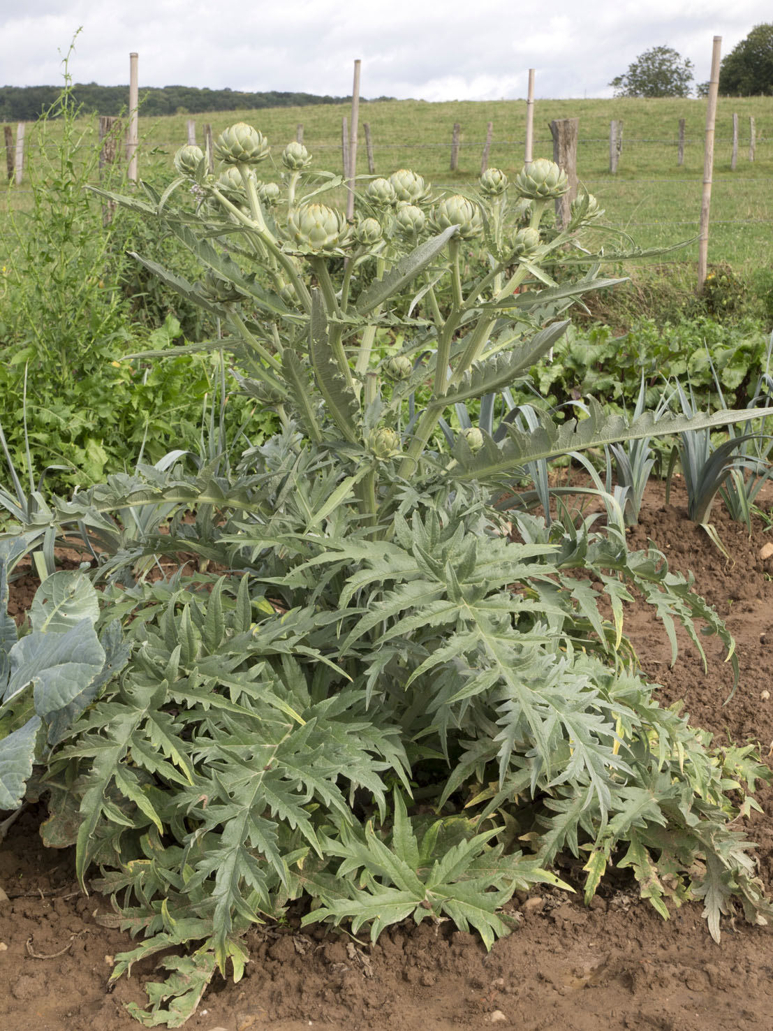 Cynara