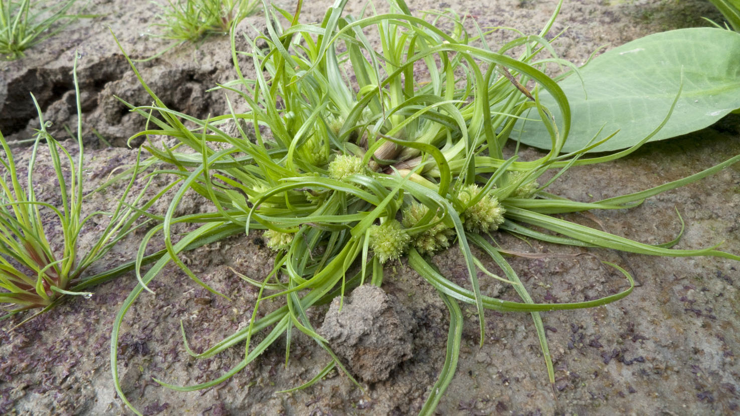 Cyperus