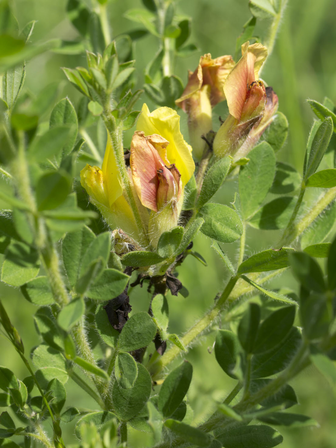 Cytisus