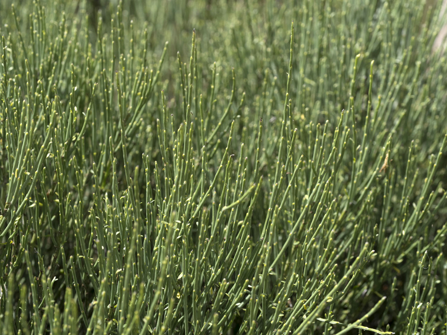 Cytisus