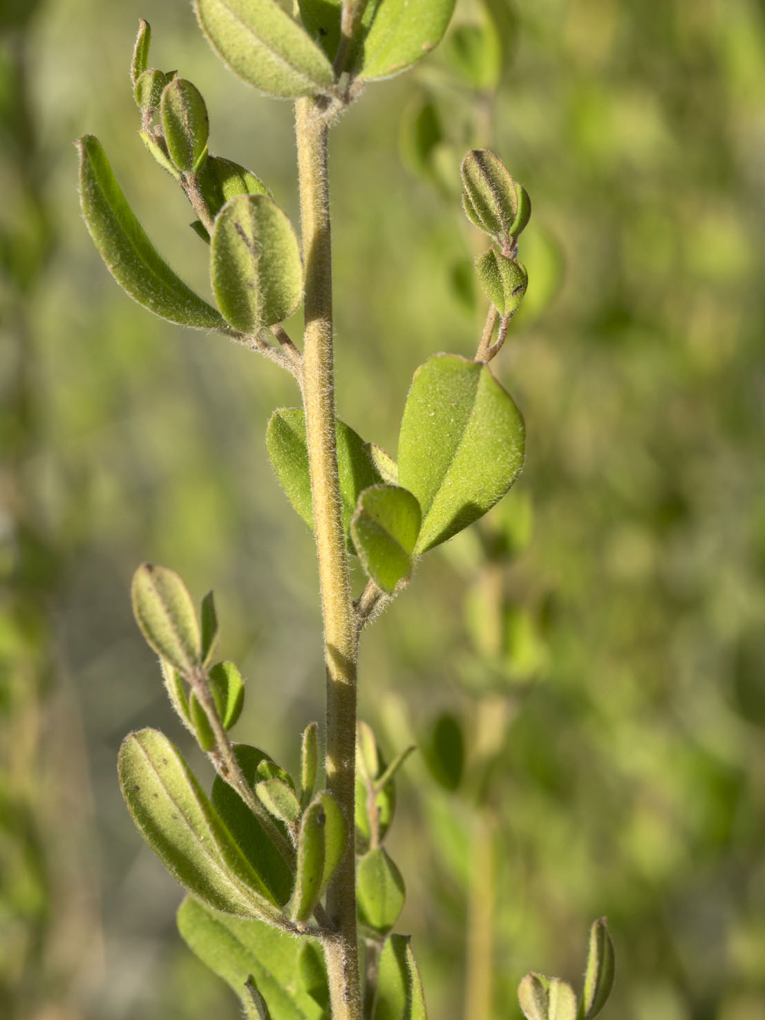Cytisus