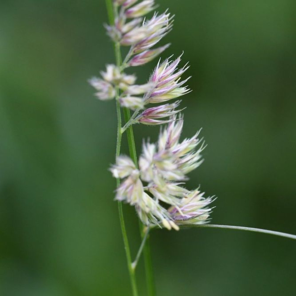 Dactylis