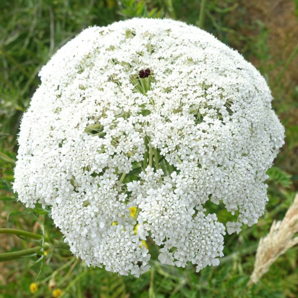 Daucus