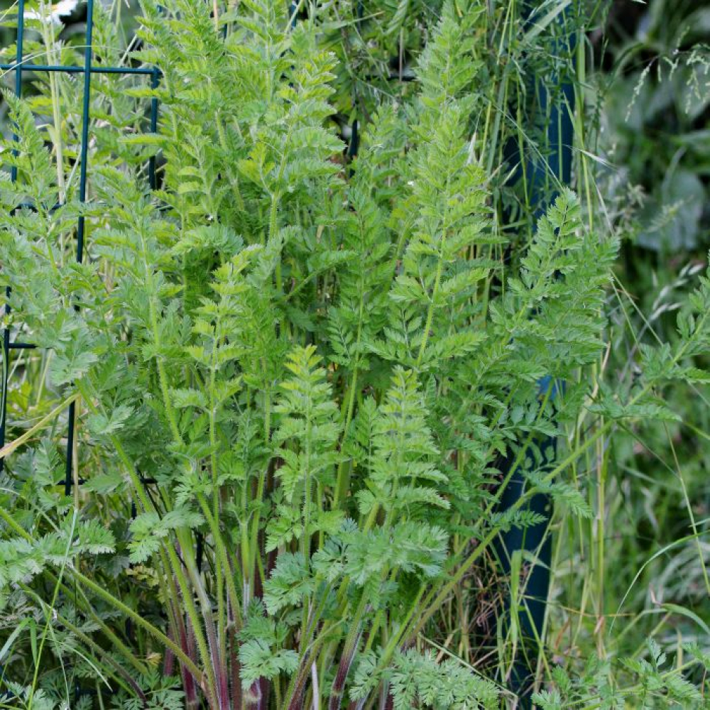 Daucus