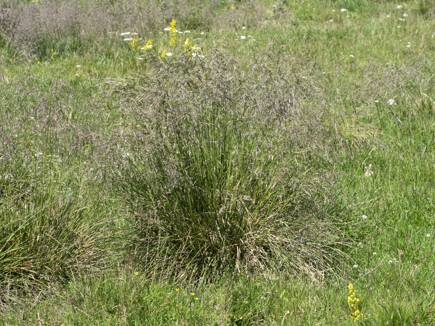 Deschampsia