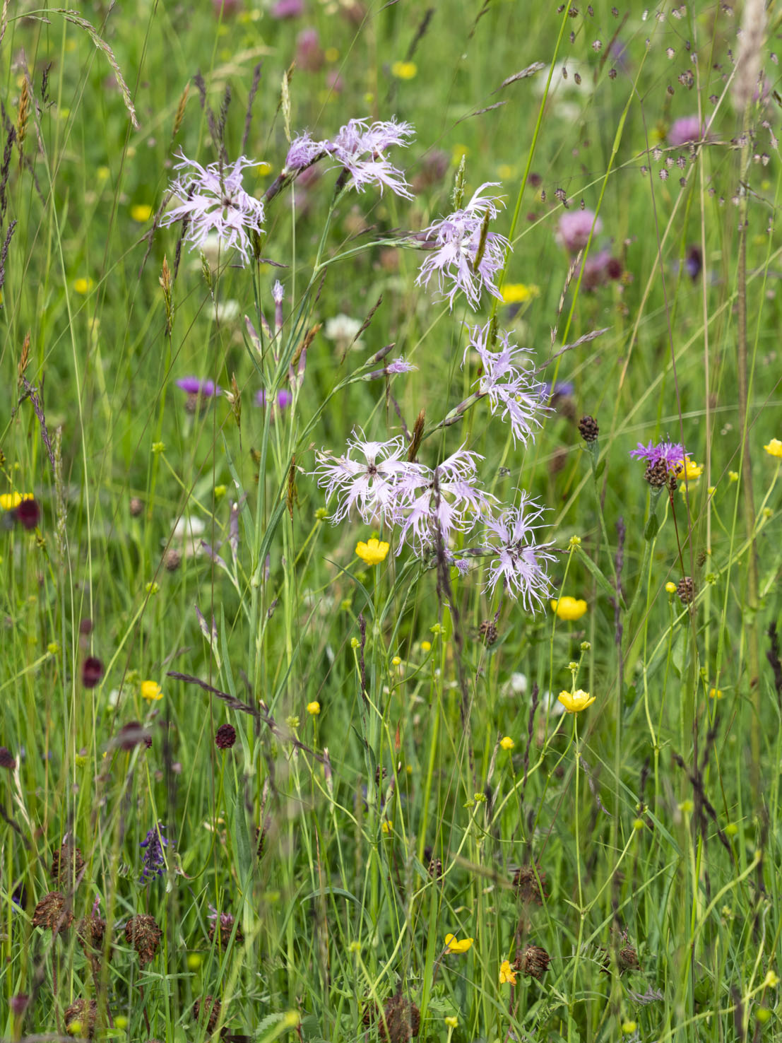 Dianthus