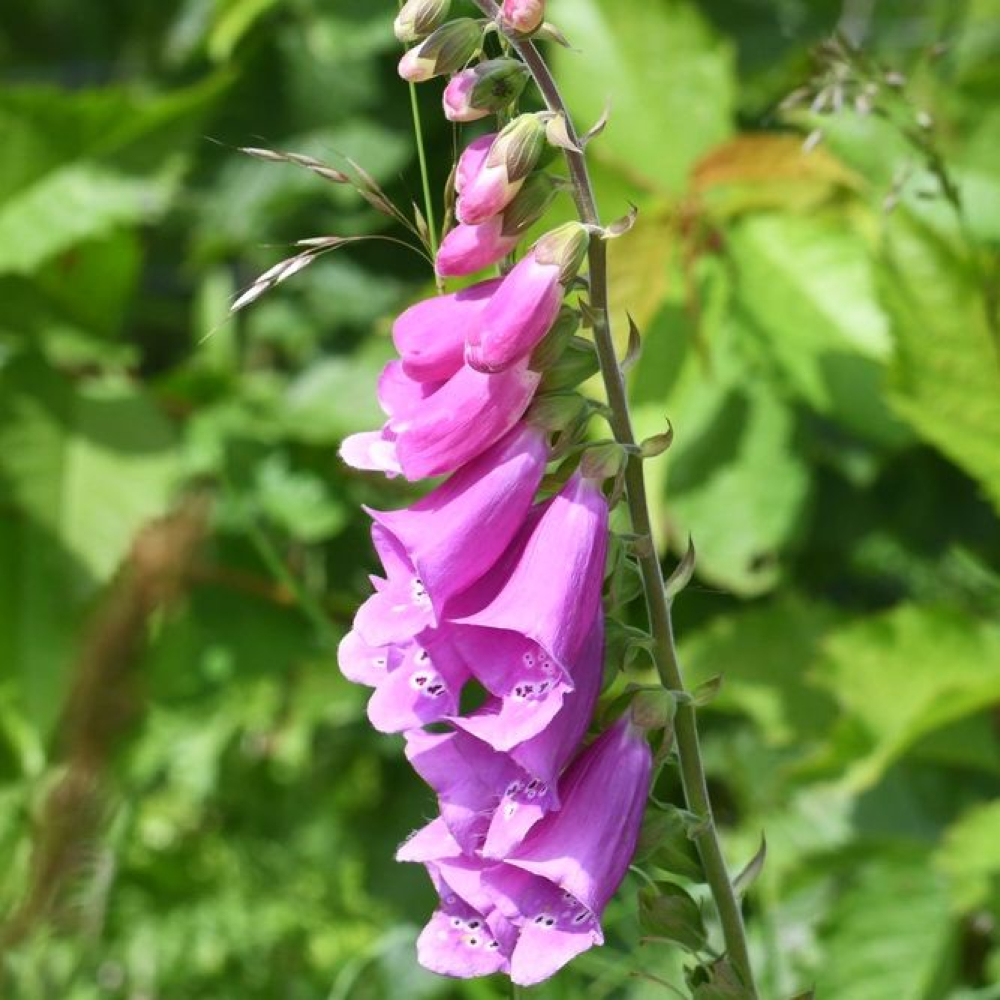 Digitalis