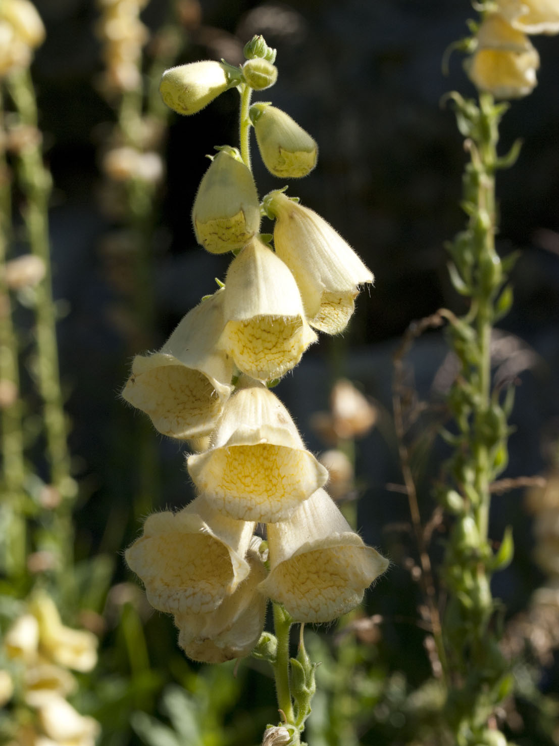 Digitalis