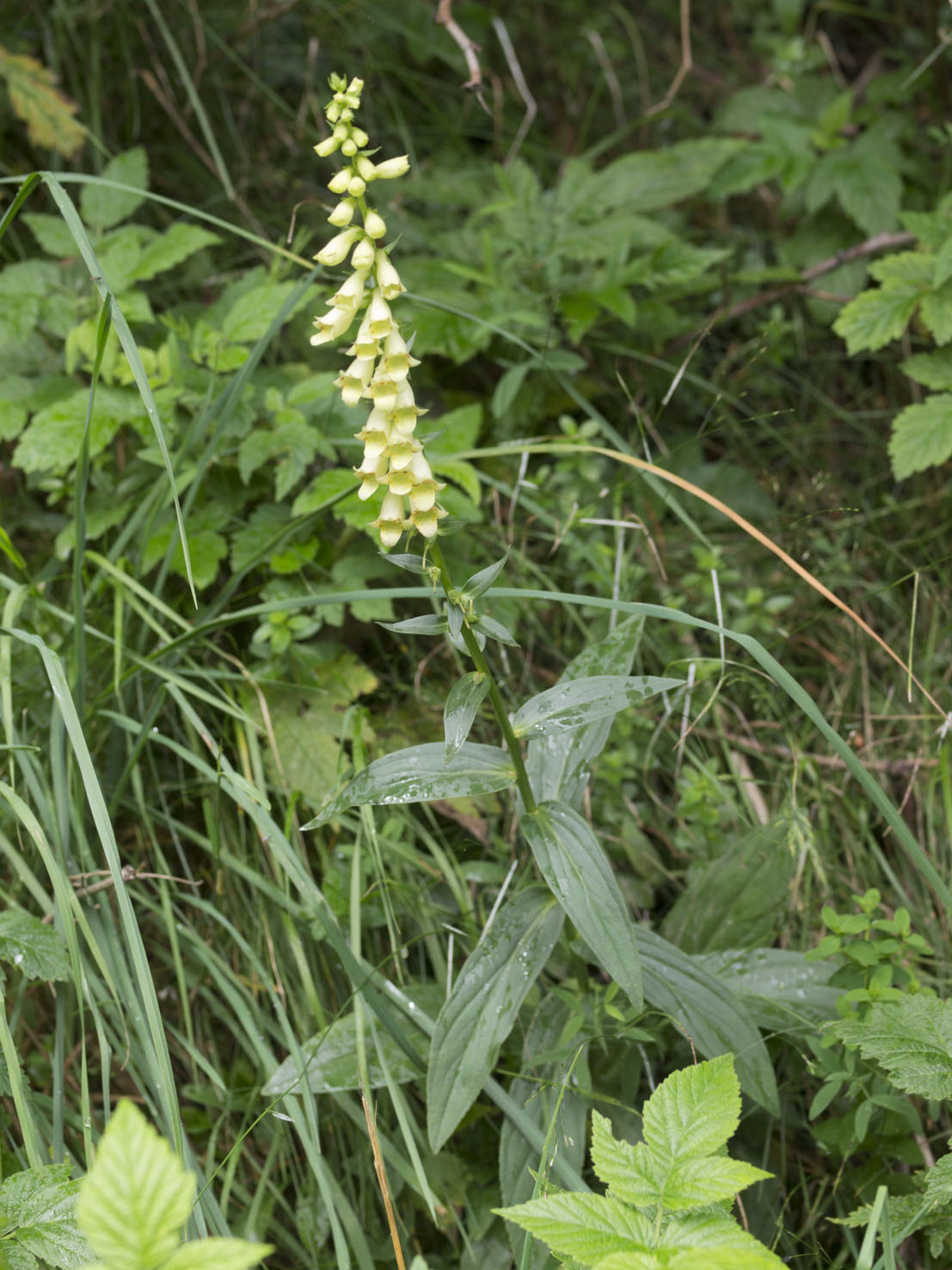 Digitalis
