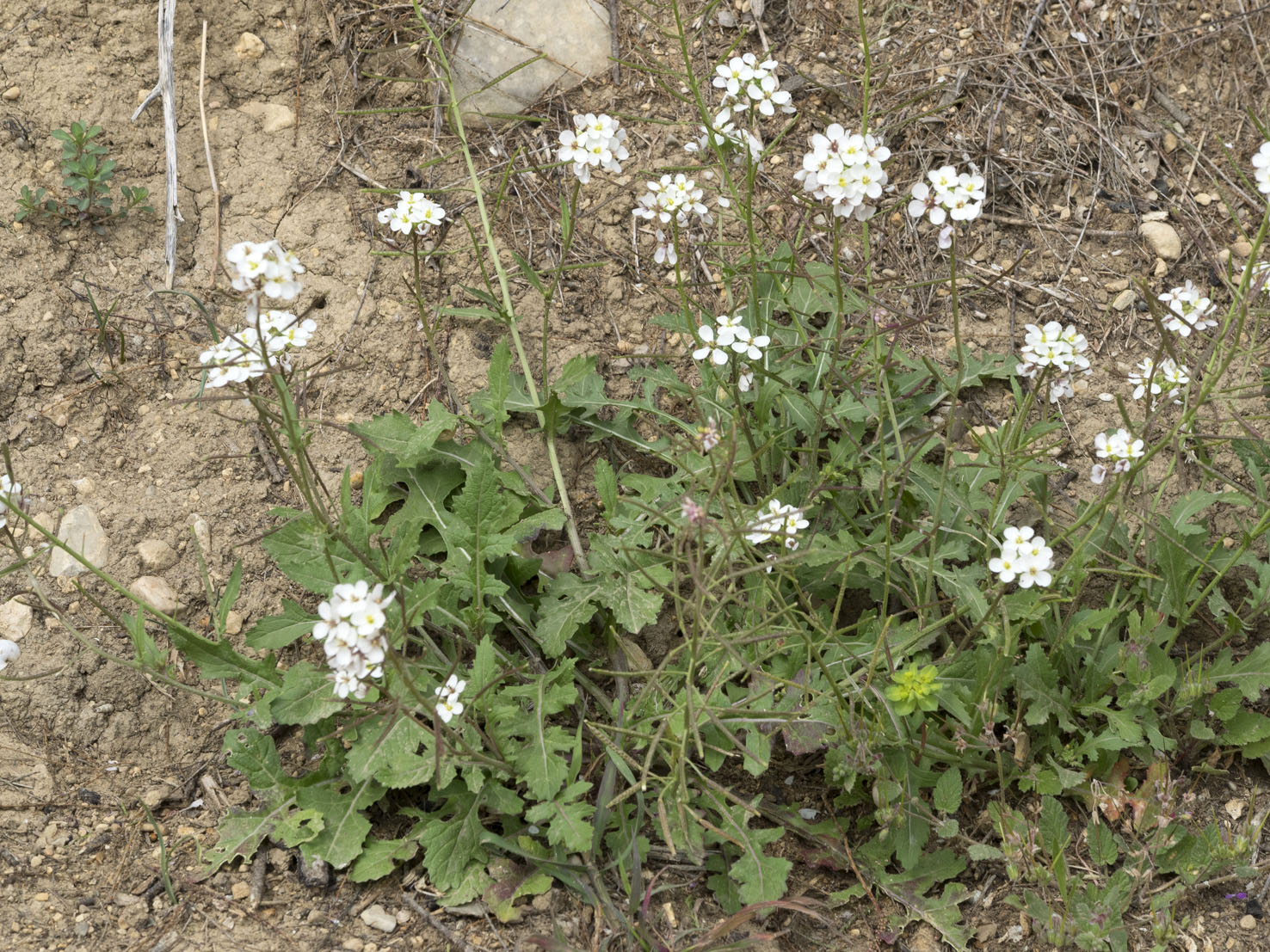 Diplotaxis