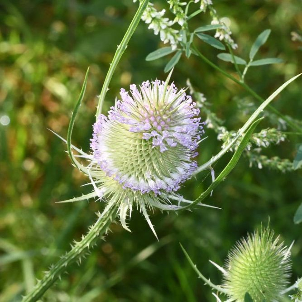 Dipsacus
