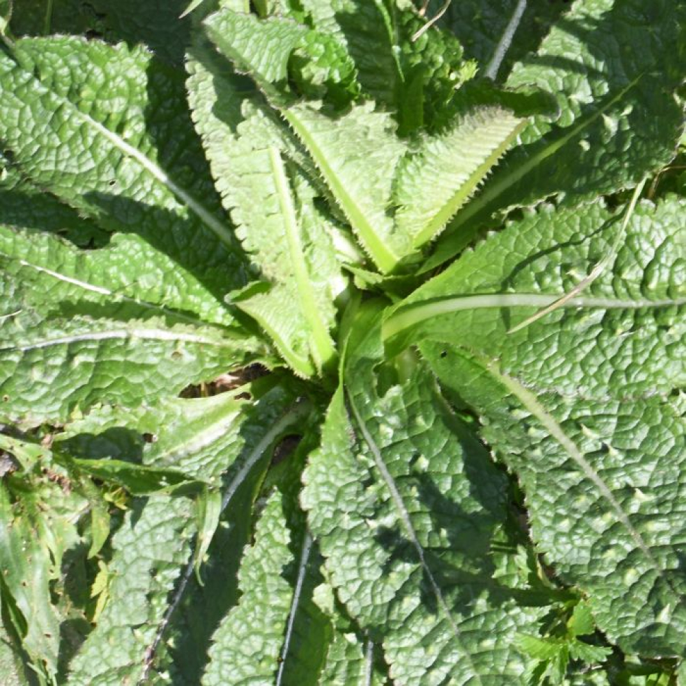 Dipsacus