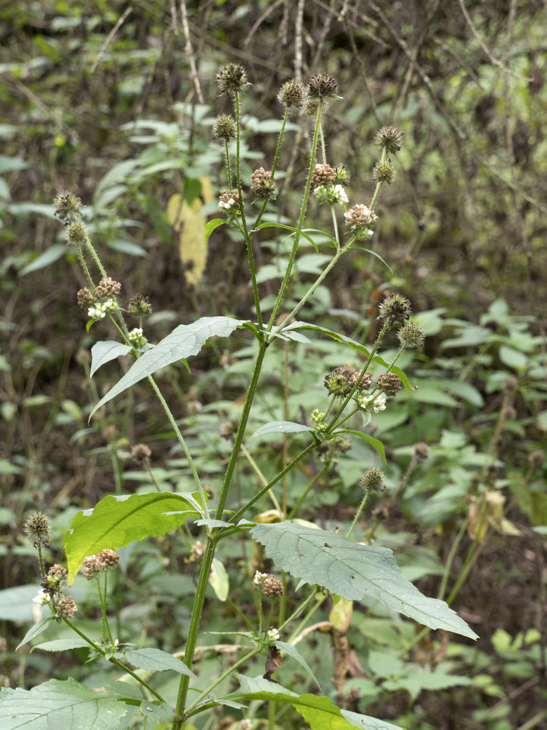 Dipsacus