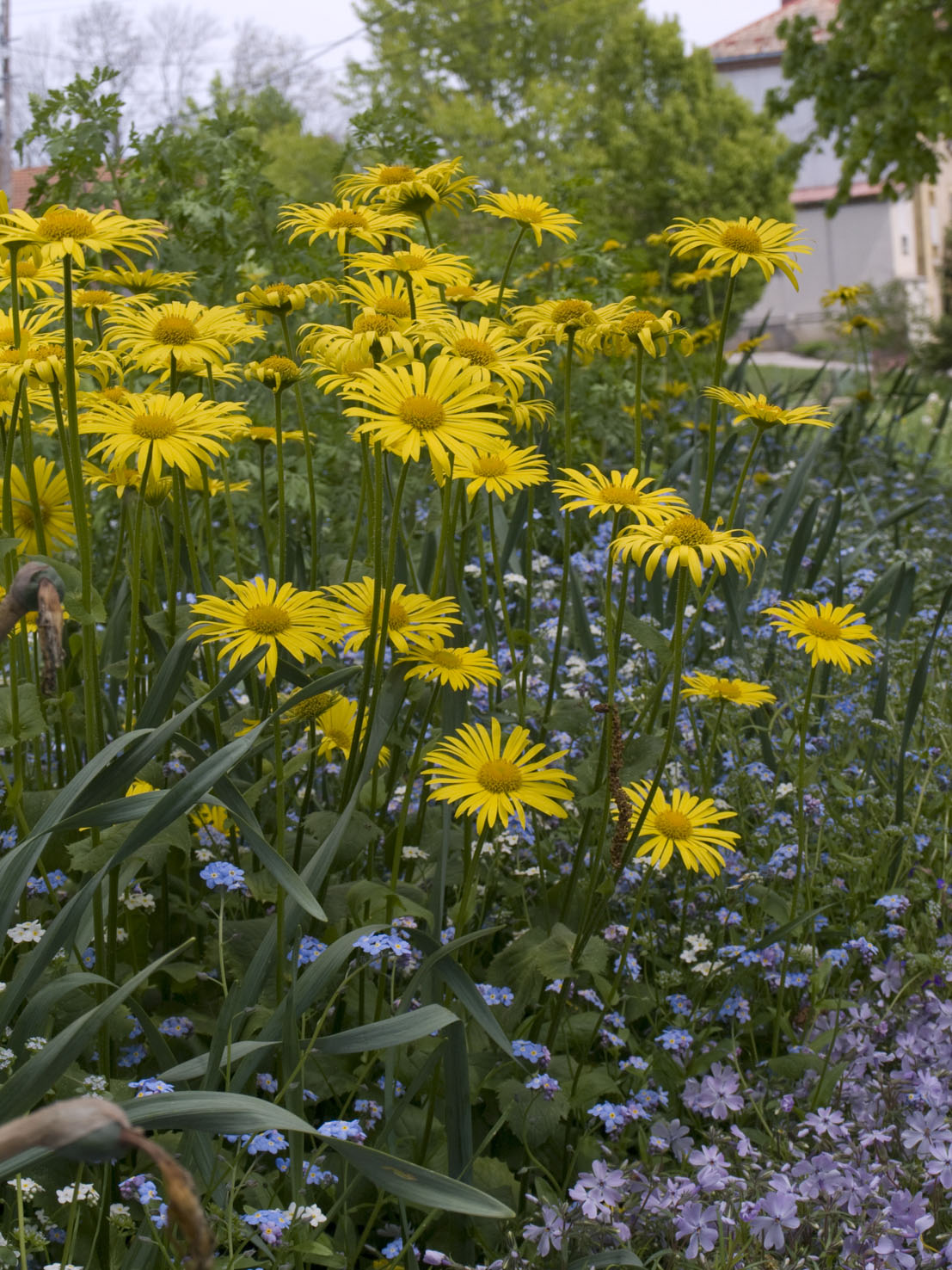 Doronicum