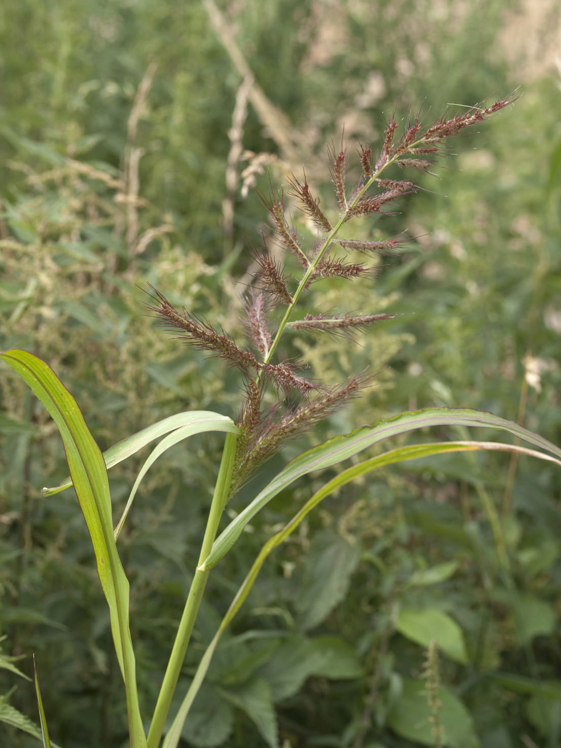 Echinochloa