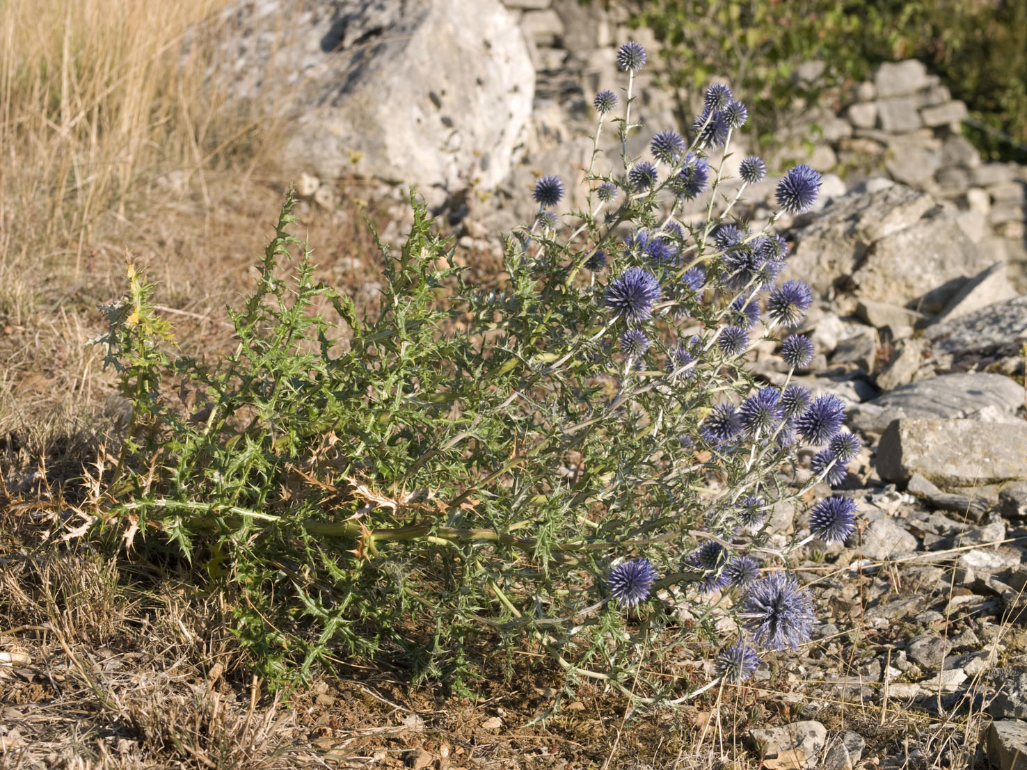 Echinops