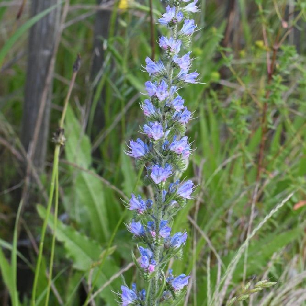 Echium