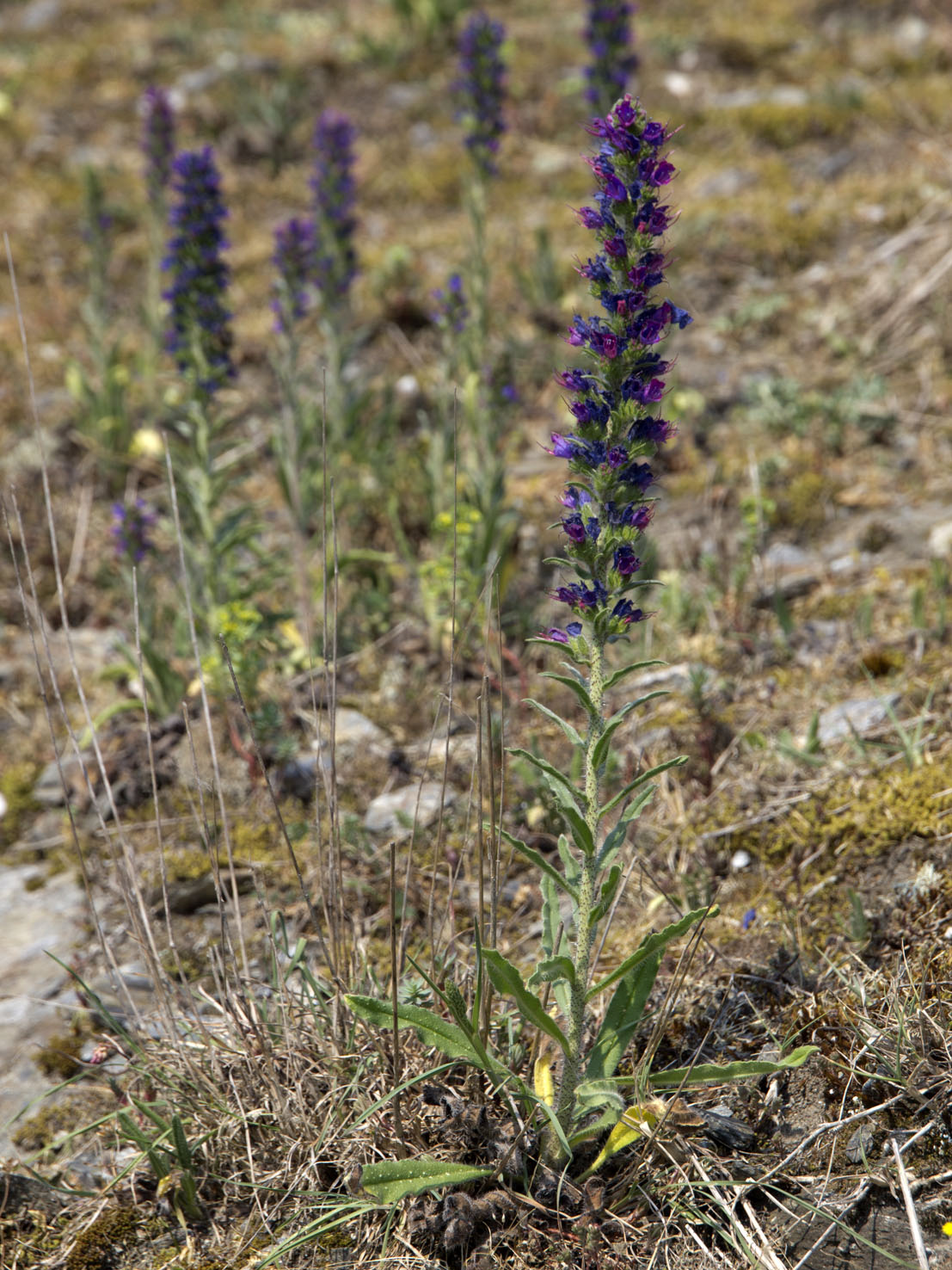 Echium