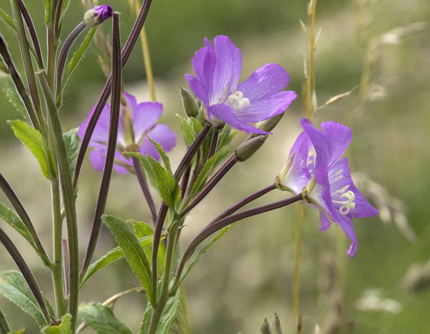 Epilobium