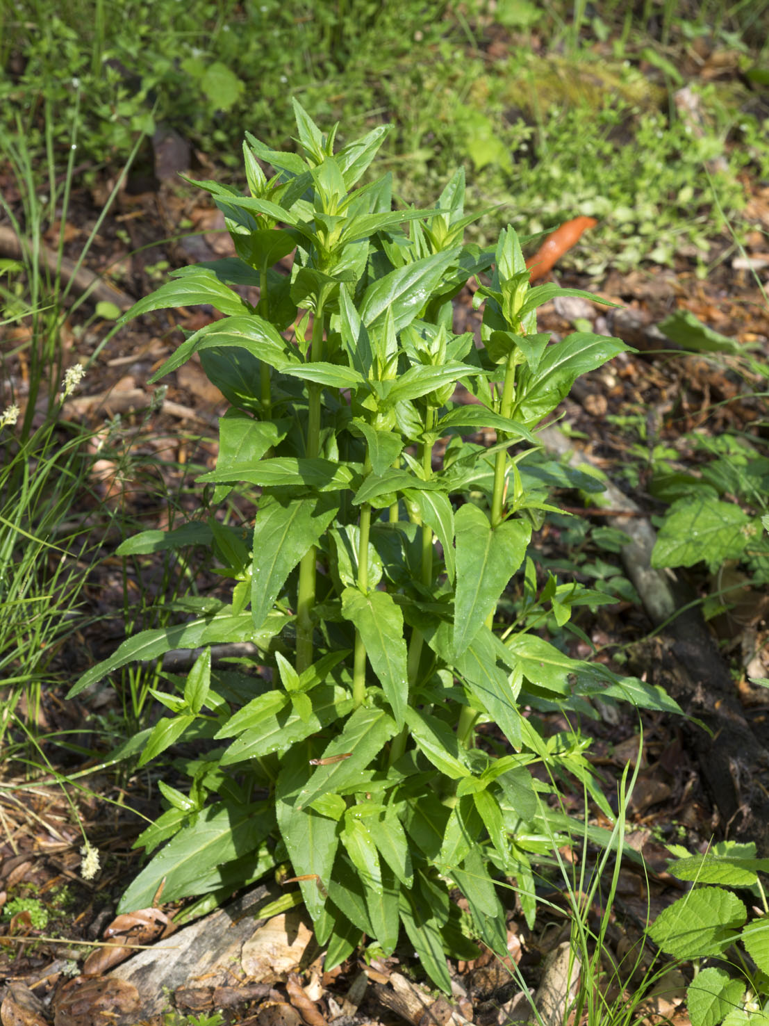 Epilobium