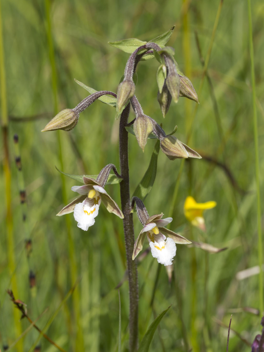 Epipactis