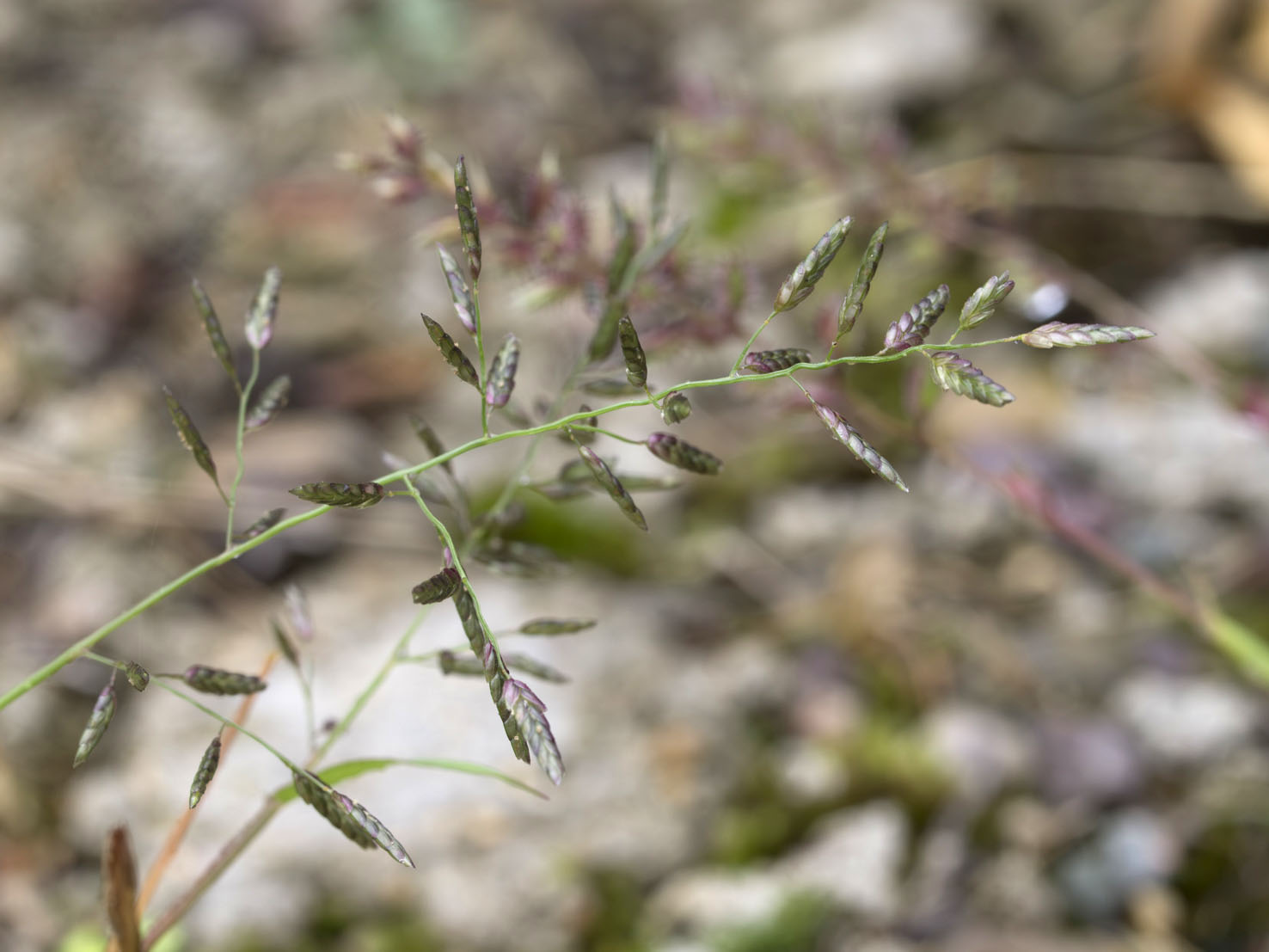 Eragrostis