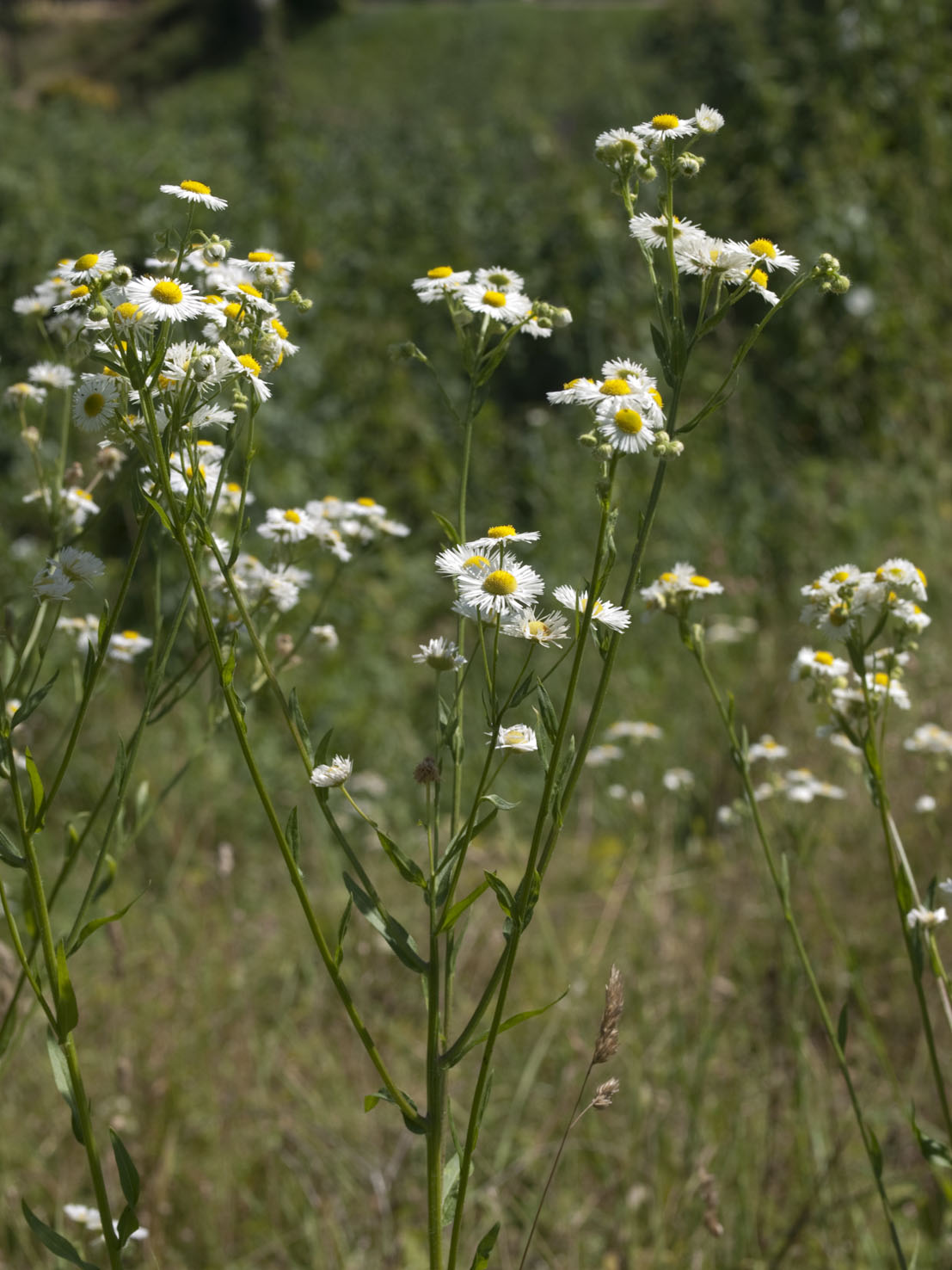 Erigeron